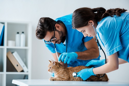 vets attend to a cat